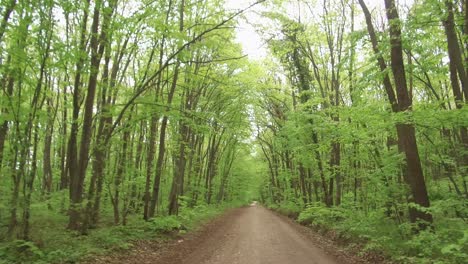 walking along the country road in beautiful green forest