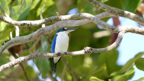 collared kingfisher sitting in a tree's branch