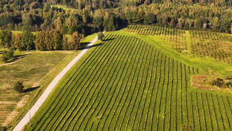 Full Sunlight Shining Down On Arable Agricultural Farmland Cultivating Aronias (Chokeberries).