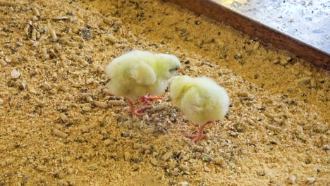 two baby chicks peck ground each other, one chick poops and other inspects -- 4k