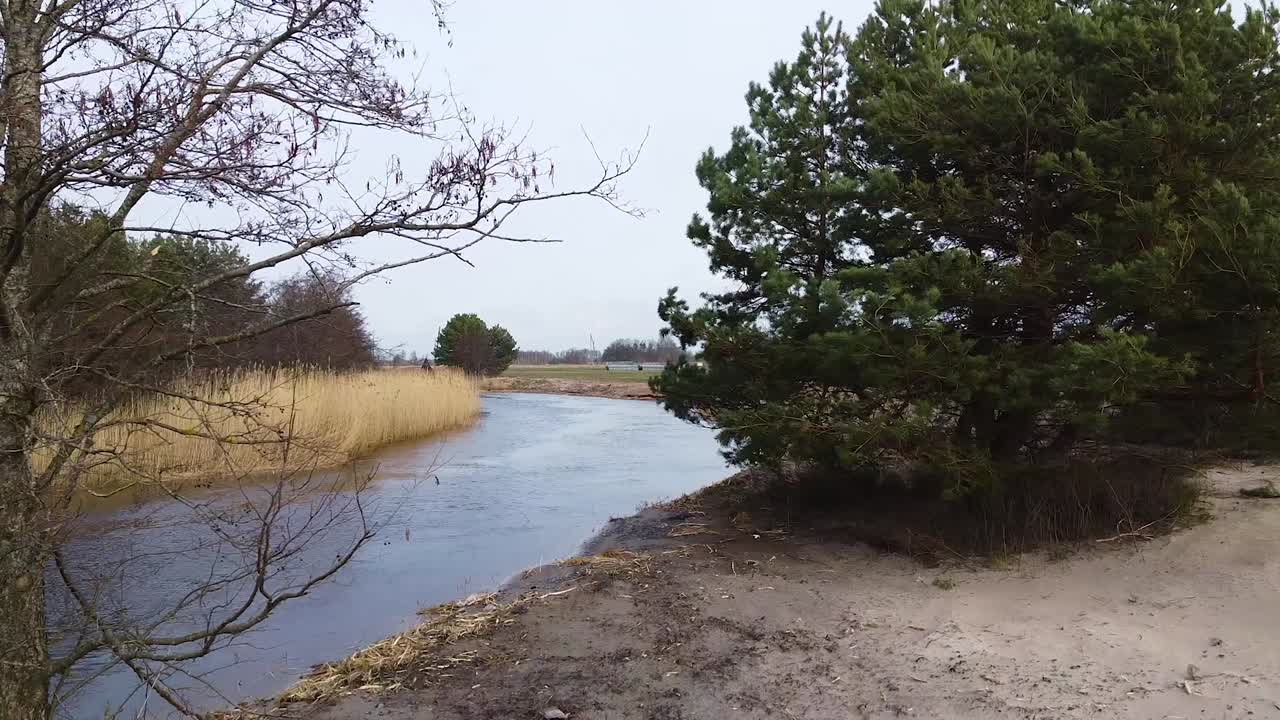 Aerial low altitude flyover view of small river with reeds on shore trough the pine trees in overcast spring day, wide angle drone shot moving backwards