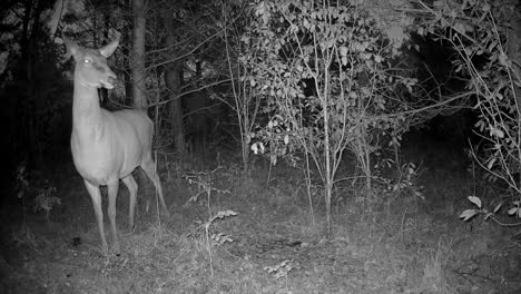 female red deer (cervus elaphus) in the forest at night. saaremaa, estonia.
