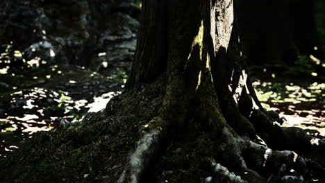 tree roots with green moss at spring