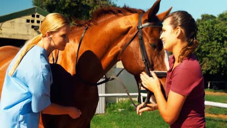 veterinary examining horse with stethoscope 4k