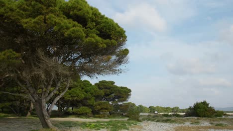 grandes árboles en la costa de cerdeña