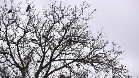 cuervos grises posados en madera de nogal vieja