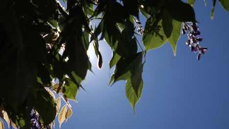 hojas en cámara lenta en el viento en un día soleado