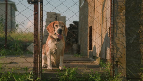 beagle dog sitting quietly behind chain-link fence, appearing relaxed and a little tired, sunny outdoor setting with wooden building in background and scattered greenery