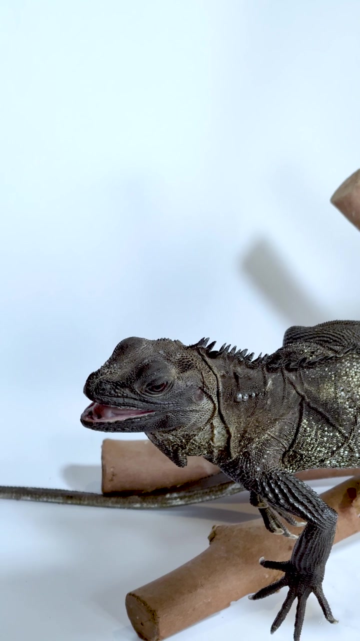 Un'iguana delle rocce dalle scaglie scure si riposa su rami di legno su uno sfondo bianco semplice da studio.