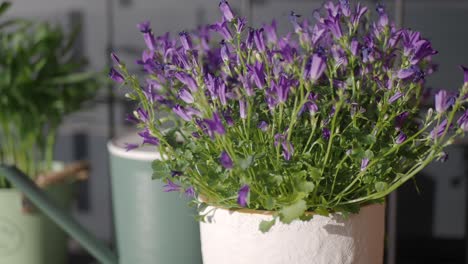 flores púrpuras en una olla blanca