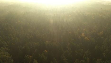 drone aerial view of forest in early morning