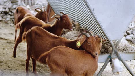 Beautiful-Herd-Of-Cute-Brown-Herds-With-Horns-Eating-Dry-Grass-In-Ecozonia-Park