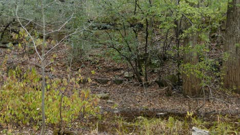 small birds fly around a dense wooded forest during fall - autumn