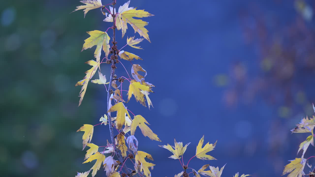 Yellow autumn leaves with vibrant blue background