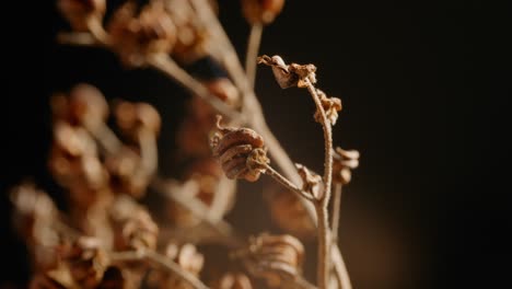 Circular-Close-Up-Shot-Of-Distinctive-Type-Of-Dried-Plants