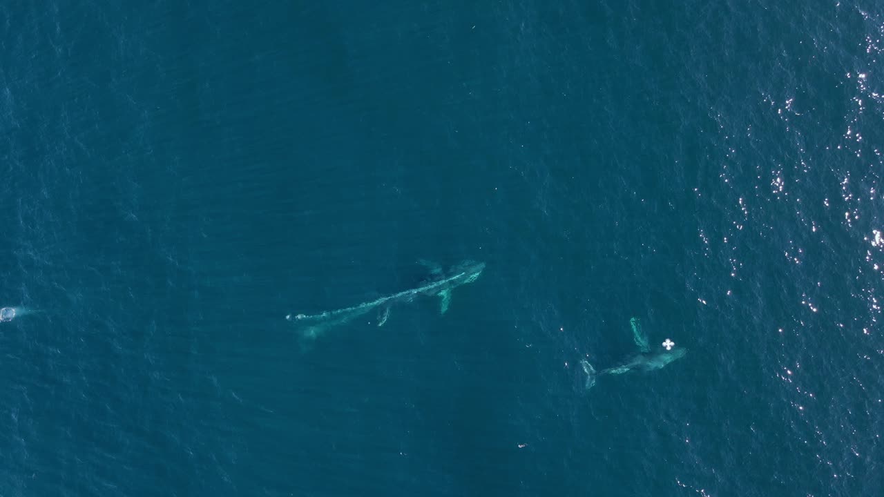 A Humpback whale lets out a stream of bubbles while on a heat run chasing a female to mate