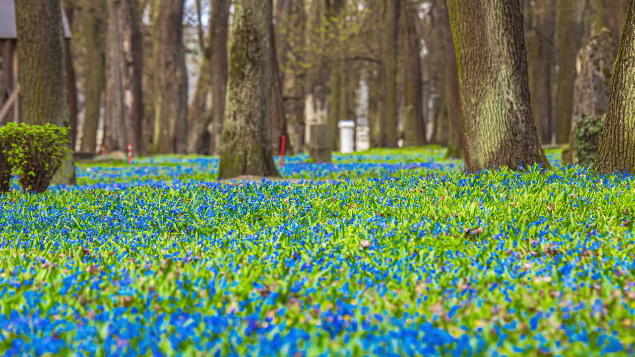 봄 꽃이 피는 숲