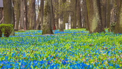 bosques de flores de primavera