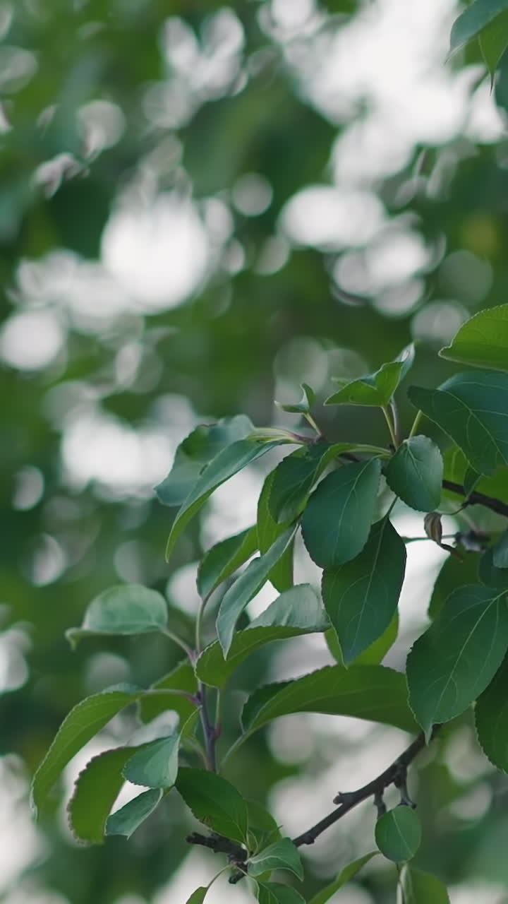 Tree twigs with juicy foliage in spring forest closeup slow motion. Wild nature beauty in public garden on sunny day. Bokeh effect on background