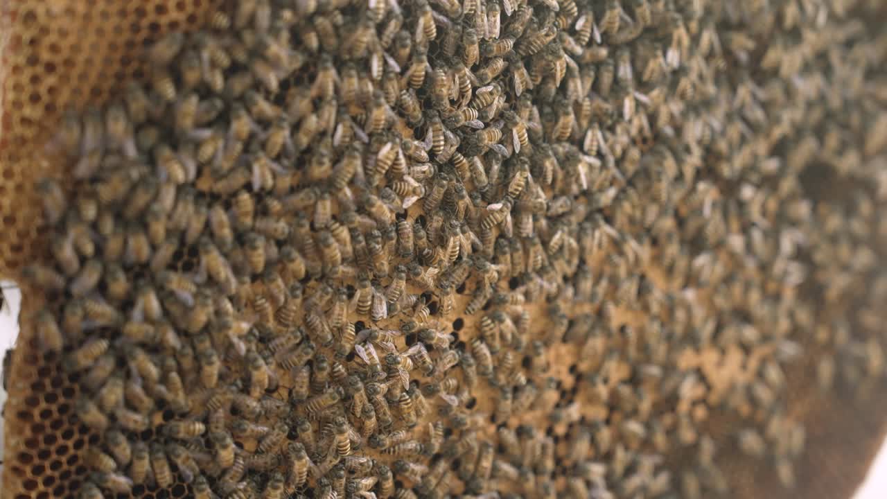 abeja melífera apis florea apicultura en una estructura de panal llena de abejas, muchas abejas