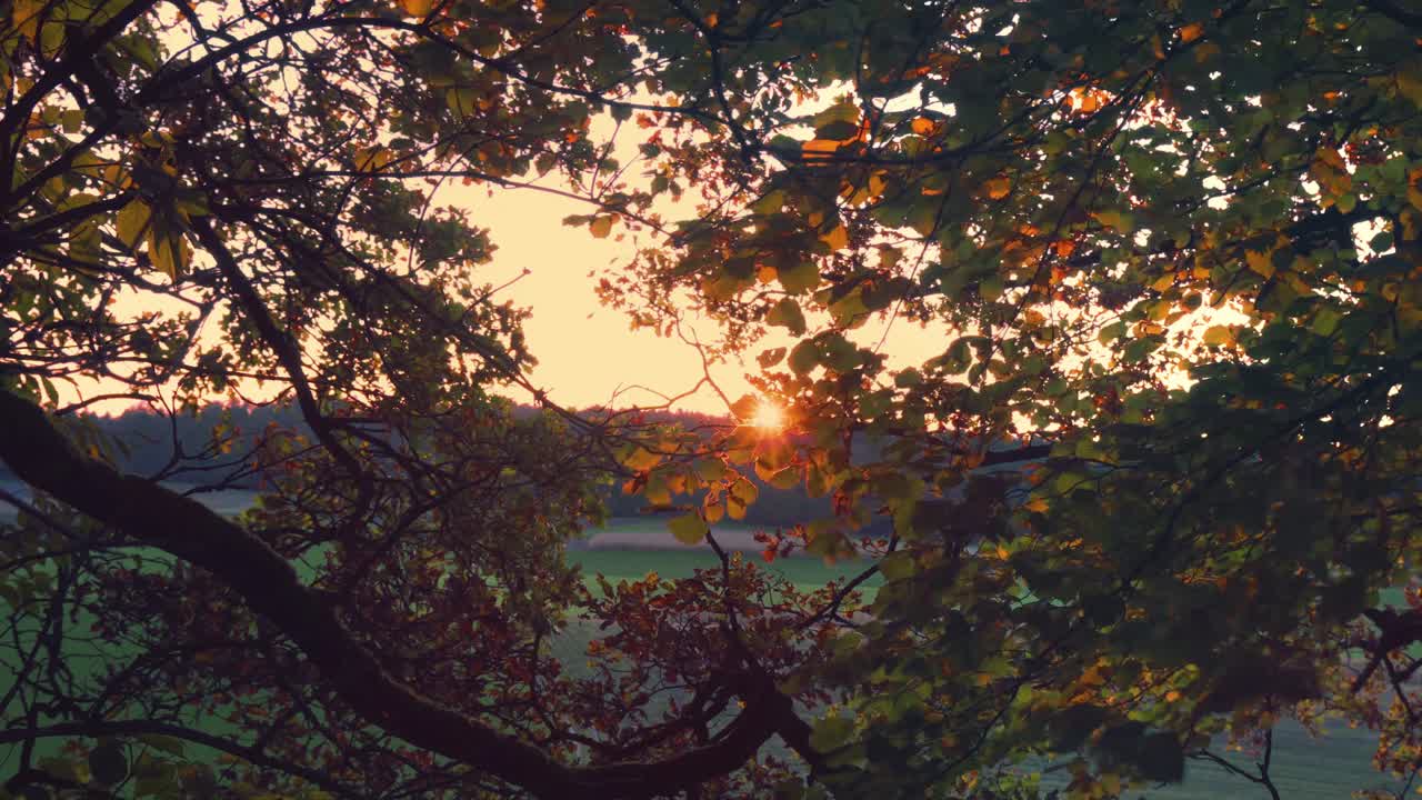 Cinemagraph of tree branches with green and yellow leaves moving in evening sunlight glow