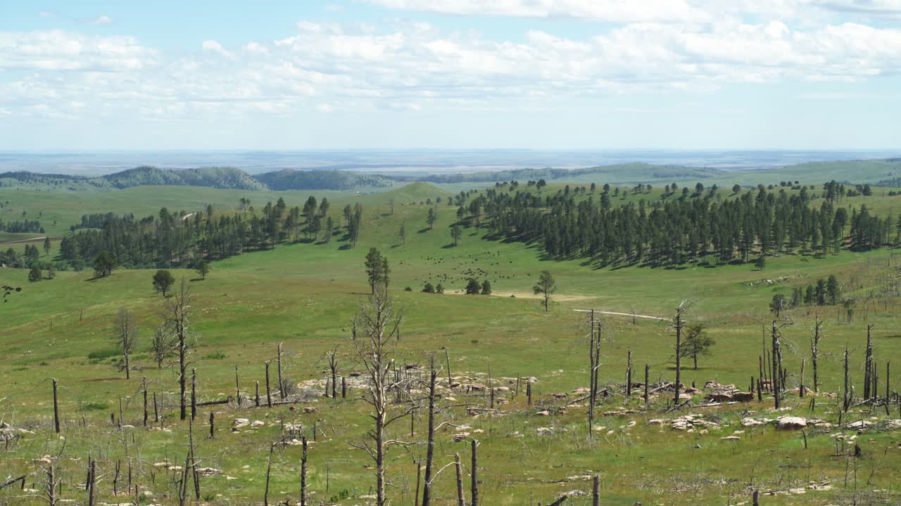 야생 야생 순환 도로 남쪽 근처의 들소 무리