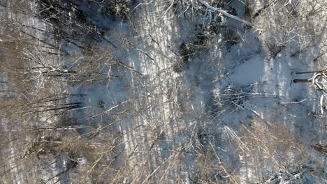 ascending aerial drone shot over trees without leaves in snow covered winter day. drone view of woods.