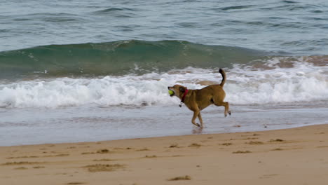 happy dog running on sandy coastline with ball in his jaws, slow motion