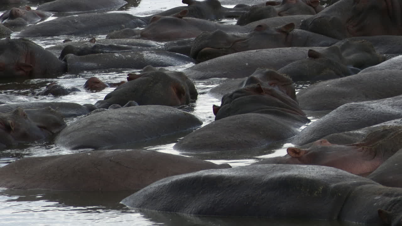 grupo grande de hipopótamos empacados juntos relajándose y bostezando en una piscina, serengeti n