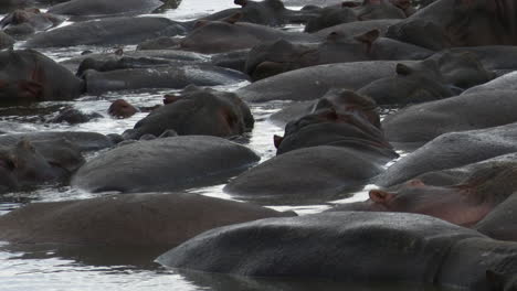 hippo big group packed together relaxing and yawning in a pool, serengeti n