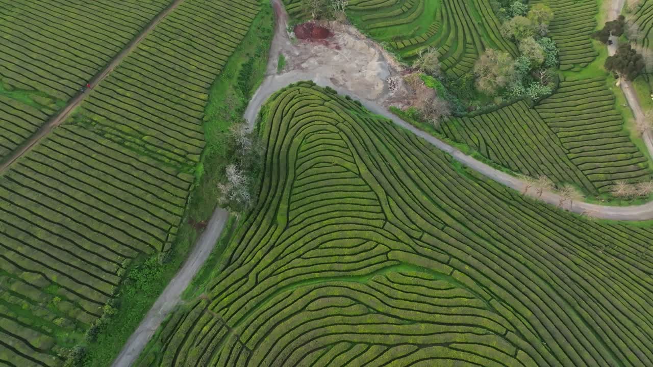 la plantación de campos de té de gorreana en las azores de são miguel, portugal