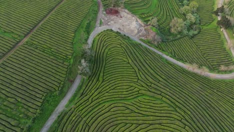 Aerial-drone-fly-Gorreana-tea-fields-plantation-at-Sao-Miguel-Azores,-Portugal