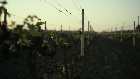 Reihen-Weinreben-Wachsen-Gepflügten-Boden-Abend.-Traubensämlinge-Auf-Weinplantage.