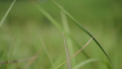 Una-Hierba-Perenne-Originaria-De-Asia-Tropical-Y-Subtropical-Y-También-Introducida-En-Varios-Países