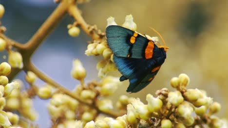 Closeup-of-a-colorful-moth-drinking-nectar-from-a-flower-pod