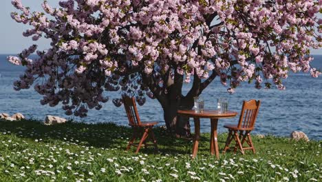 cherry blossoms by the sea