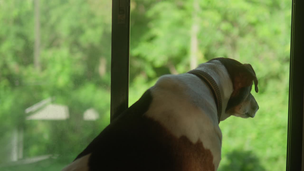 창밖을 바라보는 개