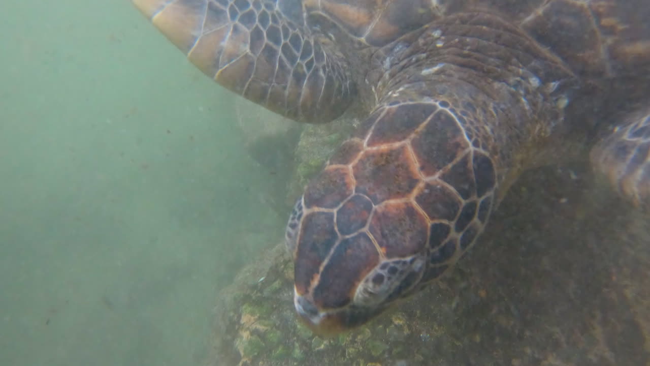 Point of view shot of petting green sea turtle below water surface