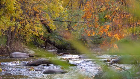 fall colors along the boulder creek