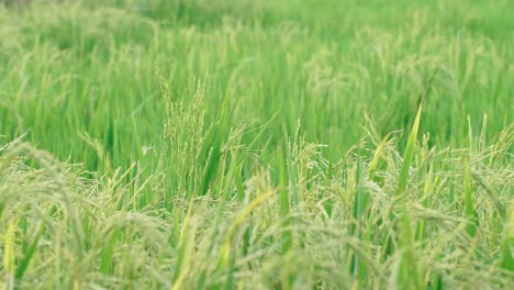 rice swaying by the wind in a rice paddy