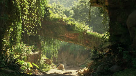 a path through a lush jungle