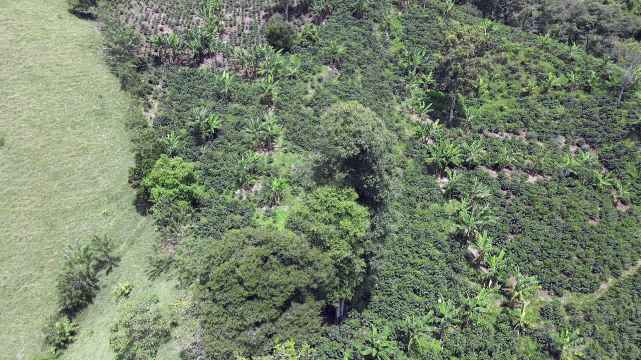 cafetales en colombia sudamerica 10