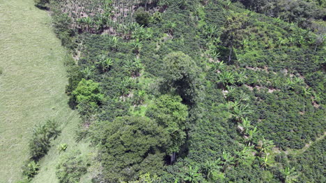 coffee plantations in colombia south america 10