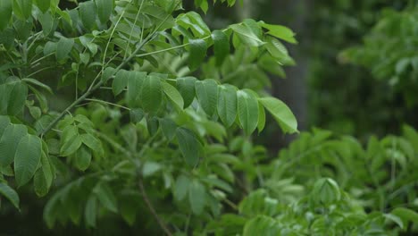 Es-Lluvia-En-El-Bosque