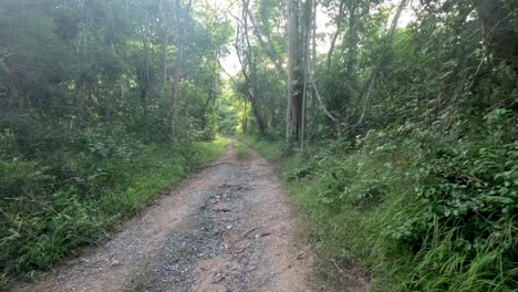 progresión a lo largo de un camino de grava en un bosque exuberante.