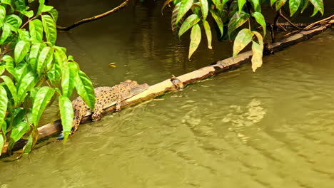 Crocodile resting on log in calm water at Nilwala crocodile safari in Matara