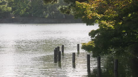 Tranquil-Pond-Surrounded-By-Lush-And-Green-Vegetation-In-Tokyo,-Japan---static-shot