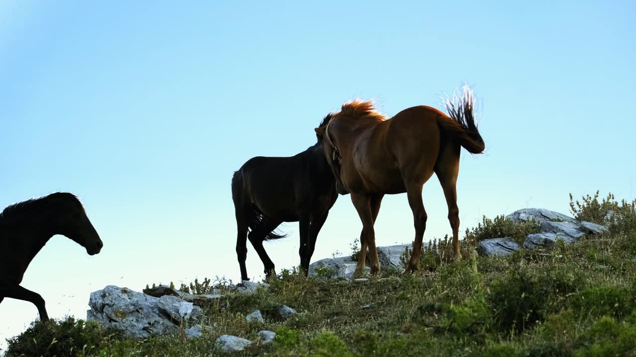 caballos salvajes vagando por las montañas