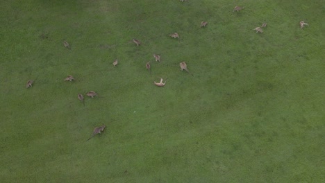 Mob-Of-Eastern-Grey-Kangaroos-Grazing-And-Resting-On-The-Field