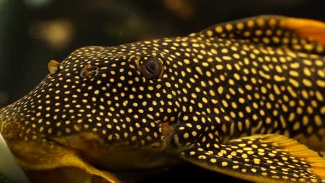 extreme close up of the face and eye of a sunshine pleco scobinancistrus aureatus orange spotted suckermouth catfish sucking onto the bottom of a glass aquarium